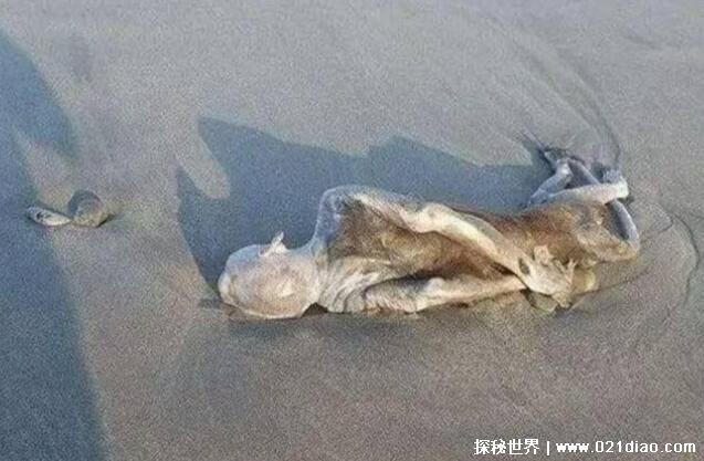 {賭馬}(十个最恐怖外星人电影)
